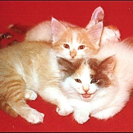 Meine Katzen (10)