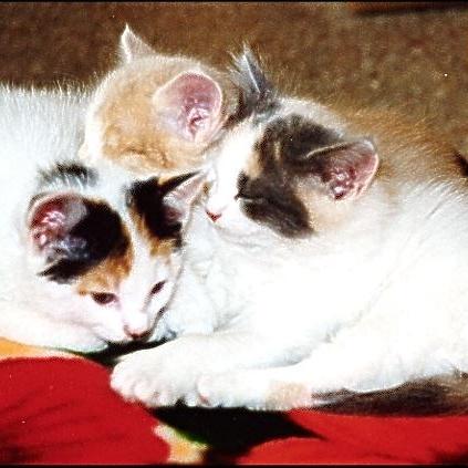Meine Katzen (11)