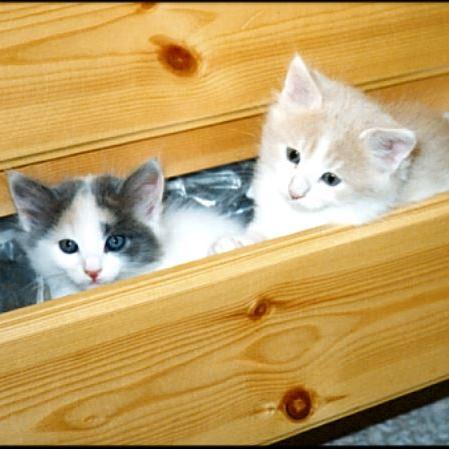 Meine Katzen (14)