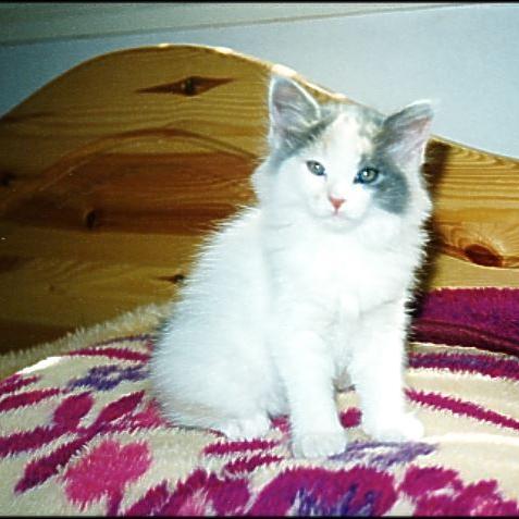 Meine Katzen (15)