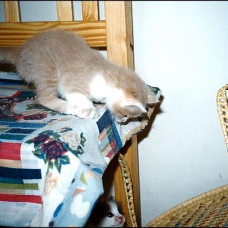 Meine Katzen (17)