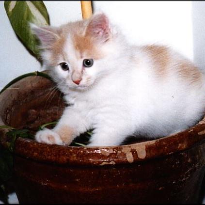 Meine Katzen (18)