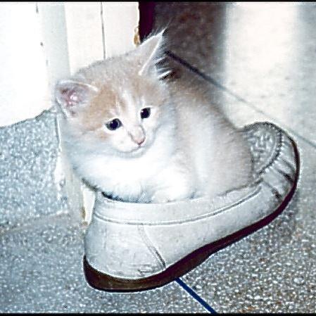 Meine Katzen (19)