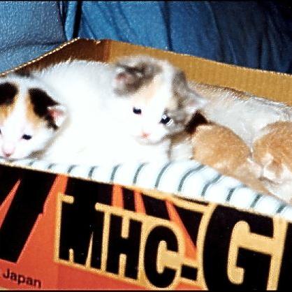 Meine Katzen (1)