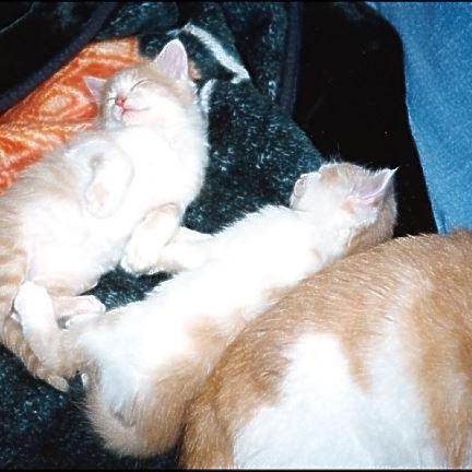 Meine Katzen (20)