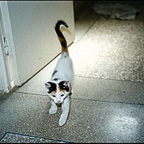 Meine Katzen (22)