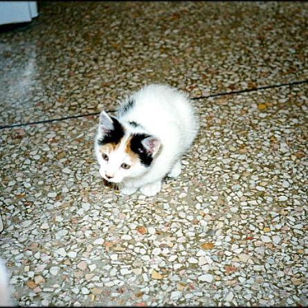 Meine Katzen (23)