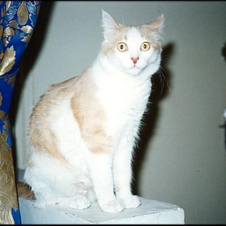 Meine Katzen (26)