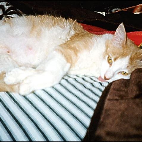 Meine Katzen (29)