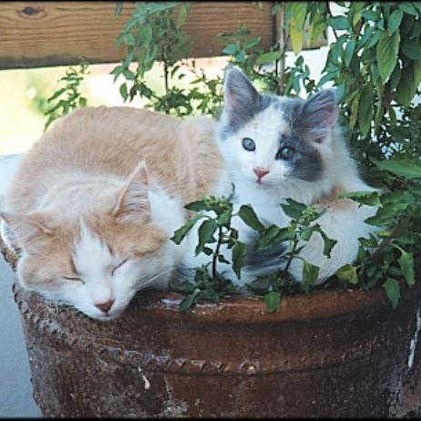 Meine Katzen (32)