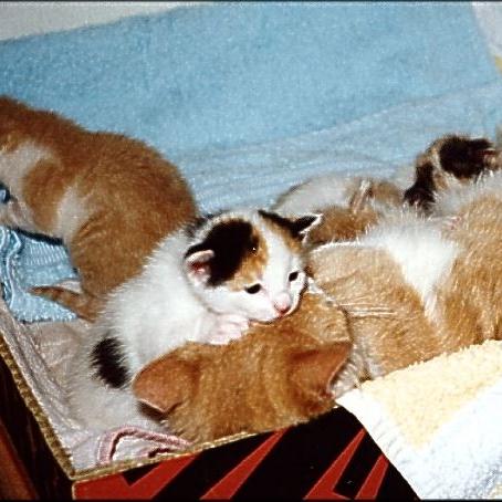Meine Katzen (33)