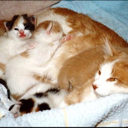 Meine Katzen (34)
