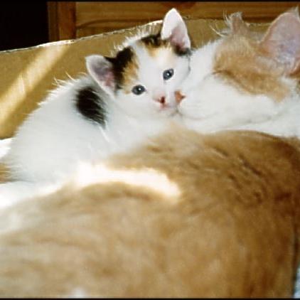 Meine Katzen (35)