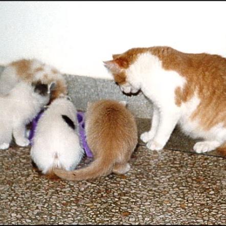 Meine Katzen (36)