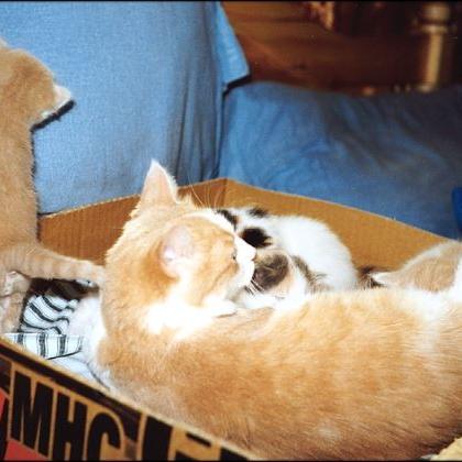 Meine Katzen (3)