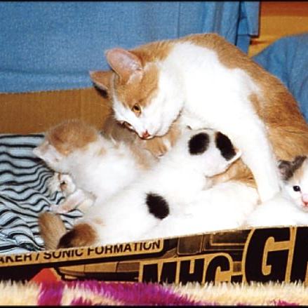 Meine Katzen (4)