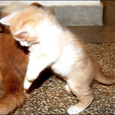 Meine Katzen (5)