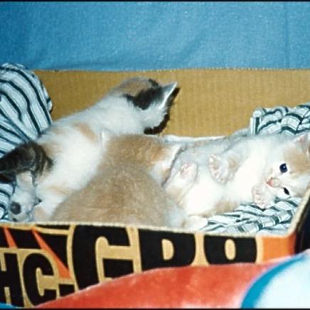 Meine Katzen (7)