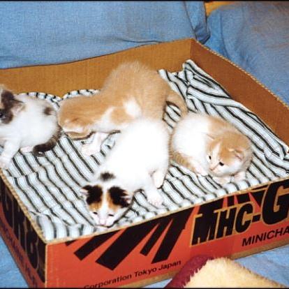 Meine Katzen (8)