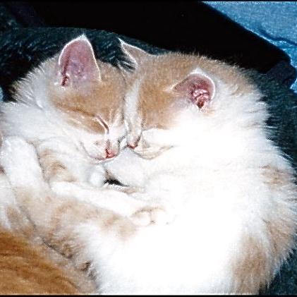 Meine Katzen (9)