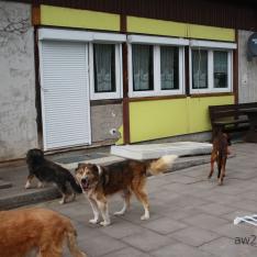Auf dem Gnadenhof-51